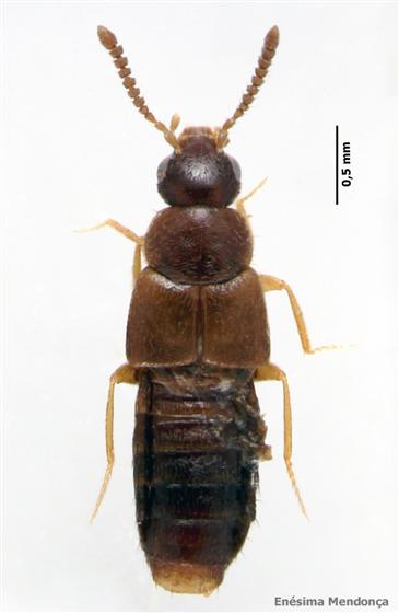 Dalotia coriaria (Kraatz, 1856)